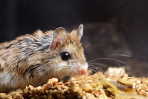 Creepy Nature: What is Pain? Part 1: Grasshopper mice, the Deadpool of the Rodent World