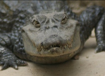 Die lustigsten Tiere der Welt - Krokodile als Kletterkünstler