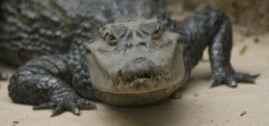 news-crocodile