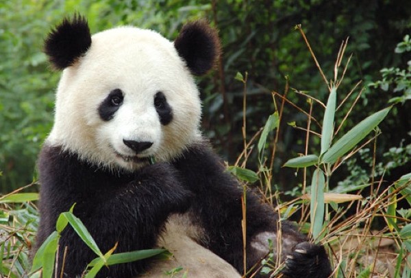 Creepy Nature | Gu Gu, der große Panda