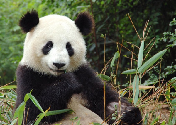 Creepy Nature | Gu Gu, der große Panda