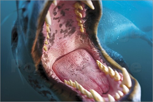 Not so scary Nature | Der Seeleopard und der Fotograf