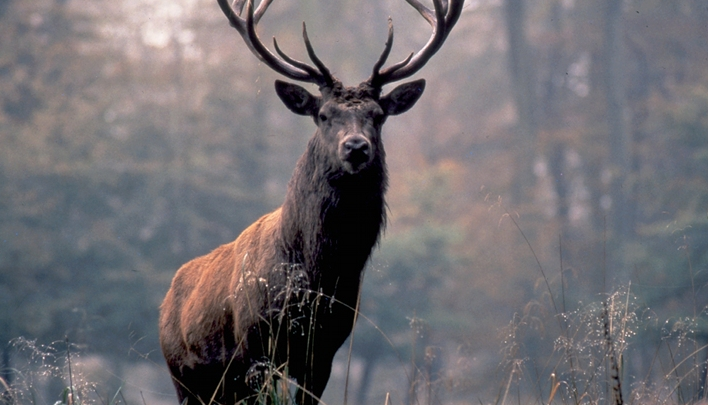 Creepy Nature | Unusual Killers - Red Deer