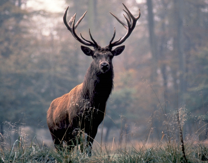 Creepy Nature | Unusual Killers - Red Deer
