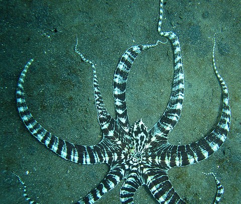 Creepy Nature | Indonesian octopodes are shapeshifters