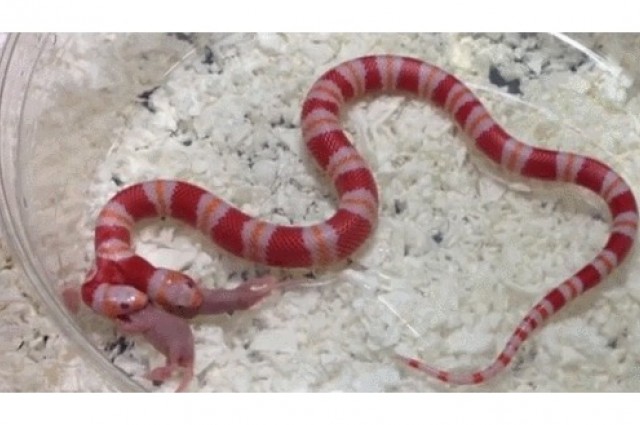 Creepy Nature | Eine doppelköpfige Schlange füttern
