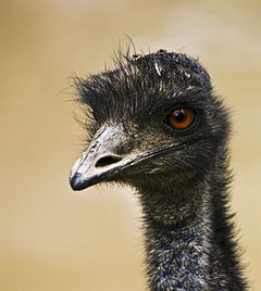 Kuriositäten wider Willen|Die Emu-Kriege