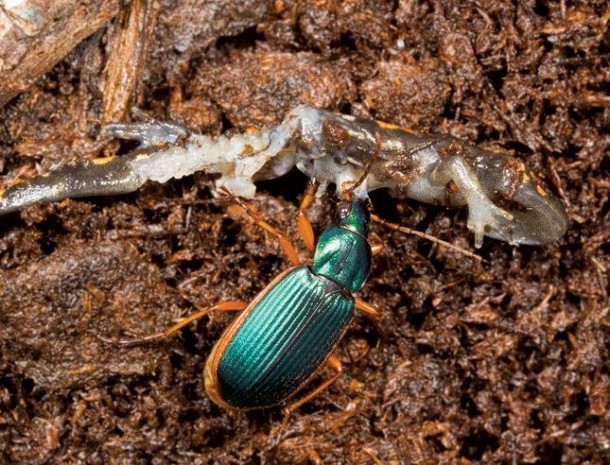 Creepy Nature | Wenn ein Käfer die Kröte frisst!
