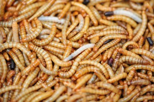 How to Survive: eat insects instead of starvation