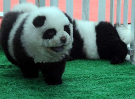Neuer Trend: Hunde, die wie Pandabären aussehen