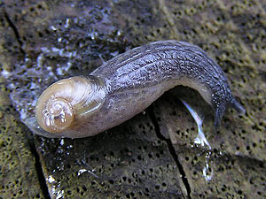 Creepy Nature: Flesh-eating snails