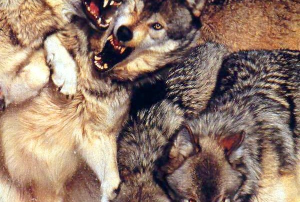 Creepy Nature: Wolves are the Gourmets of Nature