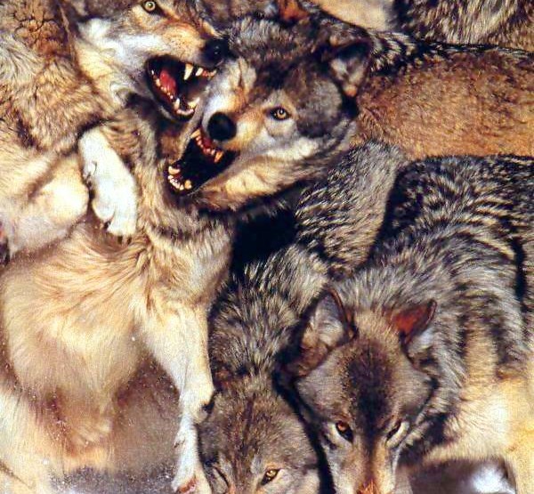 Creepy Nature: Wölfe sind die Feinschmecker der Natur