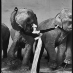 Dovima with Elephants, at Cirque D'Hiver, Paris, August, 1955