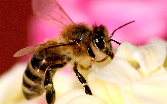 News: Rettet die Bienen!