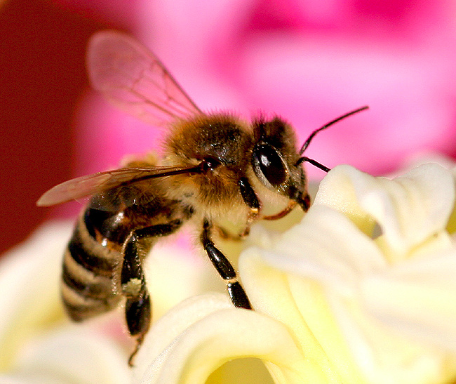 News: Rettet die Bienen!