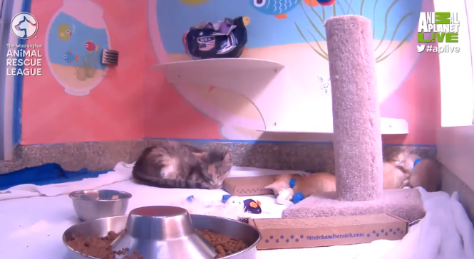 Kitten Cam: Ein warmes Herz für die Mittagspause