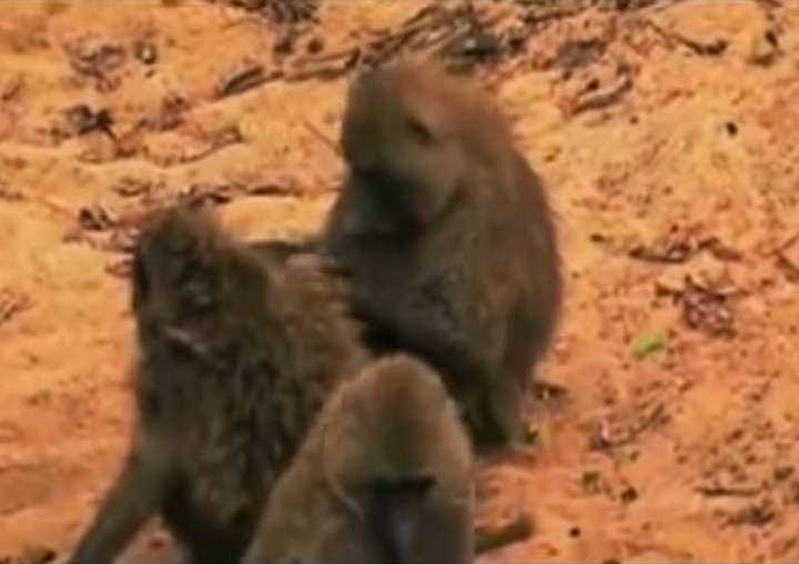 Creepy Nature - A society without douchebags - Baboons lead the way