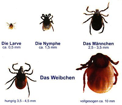 How to Survive: Beware of Ticks - The Bloodsucking Bacteria Carriers