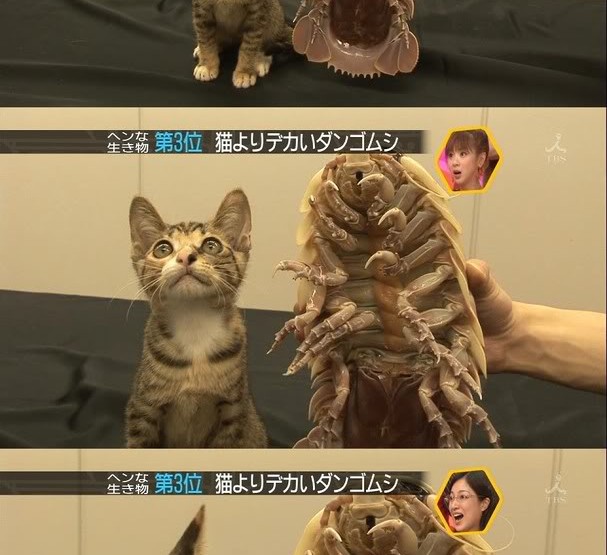 Freaky Pets: Giant Isopods - a new pet trend in Japan