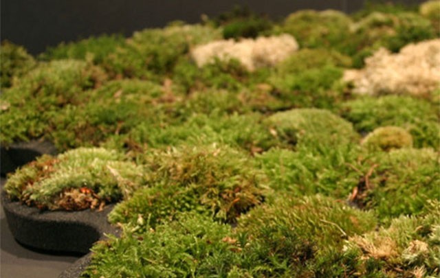 The moss shower mat - The shower mat for friends of nature