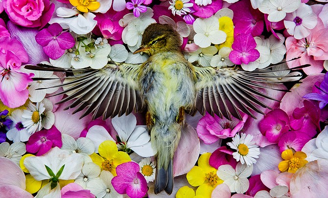 Outstanding Artists: Maria Ionova-Gribina – NATURA MORTA