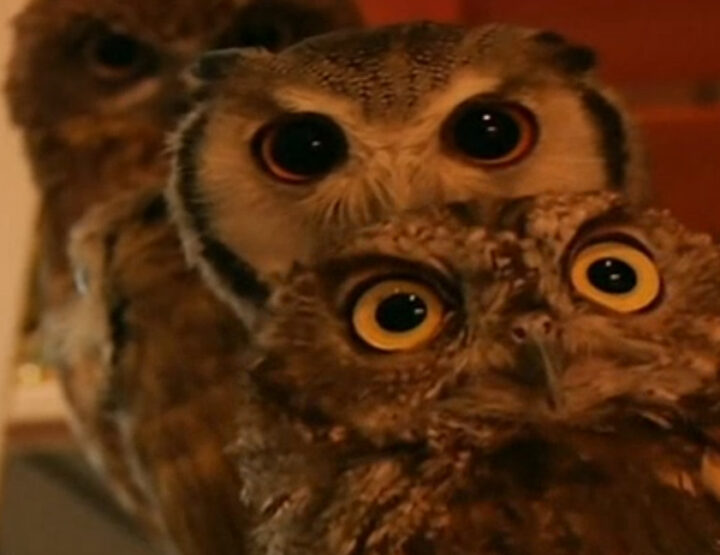 Oddities from the Far East: The owl café in Japan
