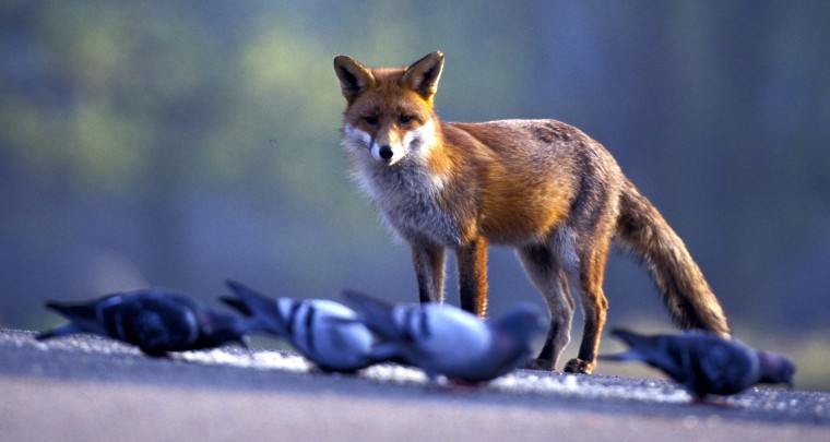 Creepy Nature: Urban Fox