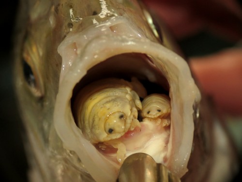 Creepy Nature: Da bist du sprachlos - Meeresasseln fressen die Zungen von Fischen