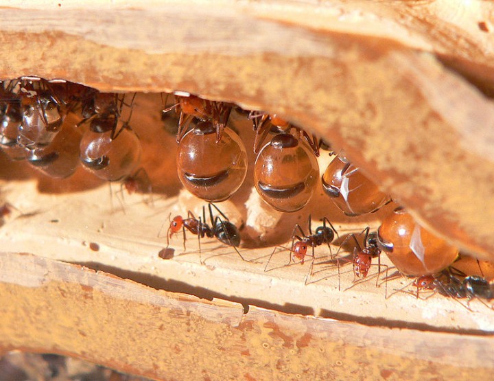 Creepy Nature: Honigtopfameisen