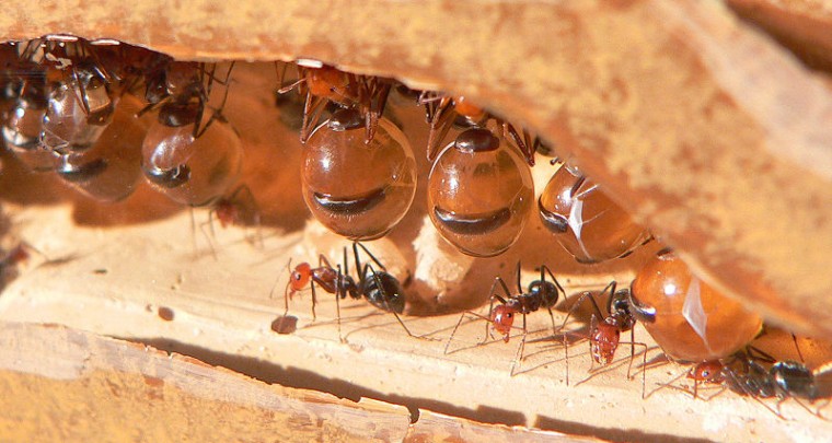 Creepy Nature: Honigtopfameisen