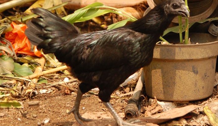 Creepy Nature: 'Ayam Cemani' - Das All Black Hühnchen