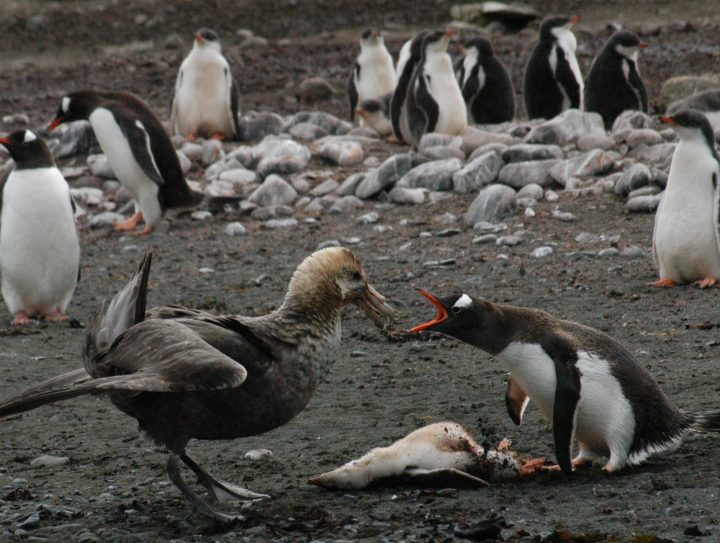 Creepy Nature: Do penguins have knees?