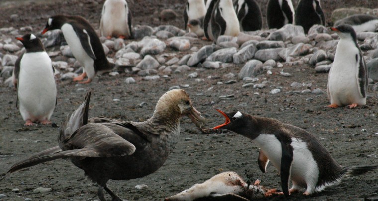 Creepy Nature: Do penguins have knees?