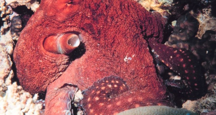 Creepy Nature: Kraken, die Superbrains der Meere