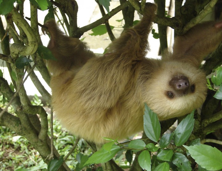 Creepy Nature: Sloths – Only a shadow of their former self!