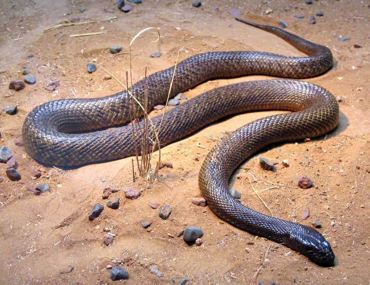 How to Survive: Snakes – How to distinguish poisonous Species