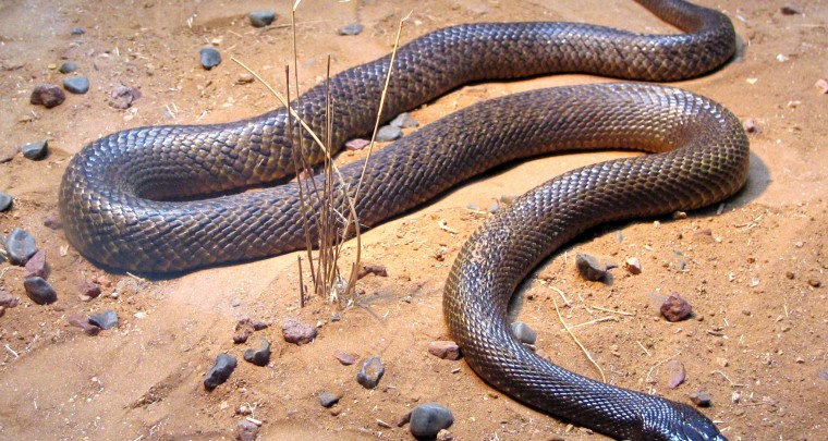 How to Survive: Snakes – How to distinguish poisonous Species