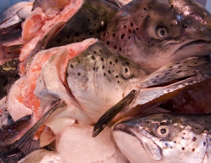 How to Survive: Fischen mit Toxinen