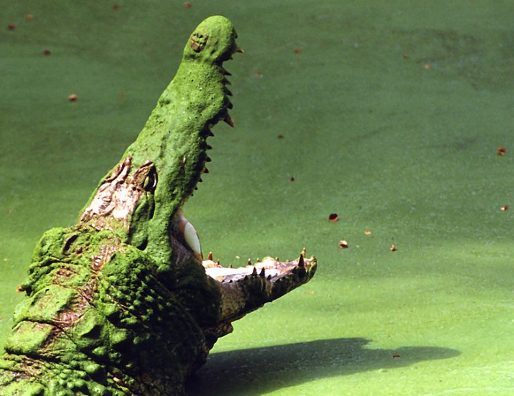 How to Survive: Krokodile - Angriffe verhindern und abwehren