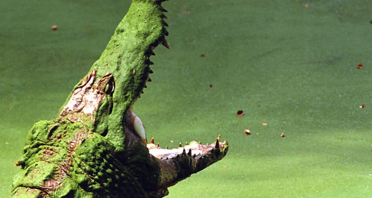 How to Survive: Krokodile - Angriffe verhindern und abwehren