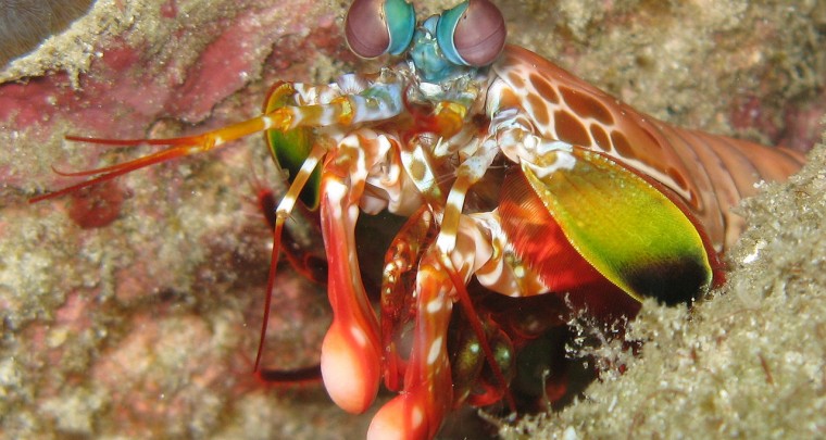 Creepy Nature: Fangschreckenkrebse – Die Scharfschützen der Meere!