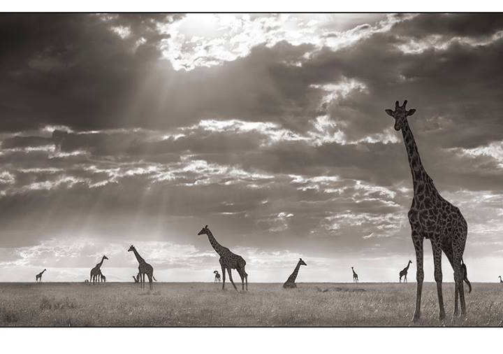 Outstanding Artists: Nick Brandt’s Incredible Nature Spectacle, captured on Photos