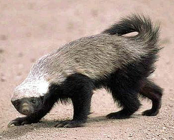Creepy Nature: Dont f**k with Honeybadger