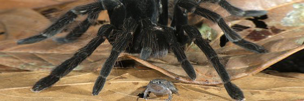 Creepy Nature: Ein Haustier für die Spinne