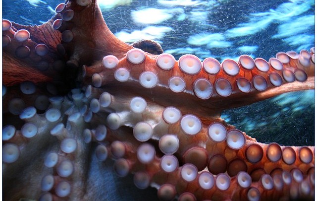 The Octopus Umbrella