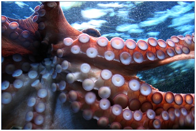 The Octopus Umbrella