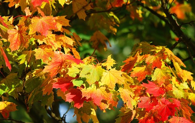 Wunderschöne Klänge von Erik Satie - Die Farben des Herbstes