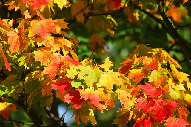 Wunderschöne Klänge von Erik Satie - Die Farben des Herbstes