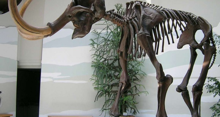 Living Mammoths in Siberia?